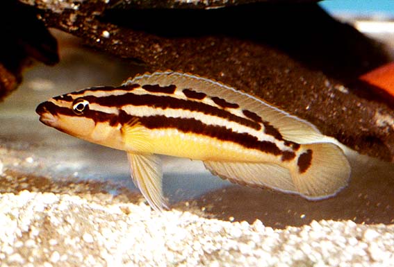 JULIDOCHROMIS ORNATUS